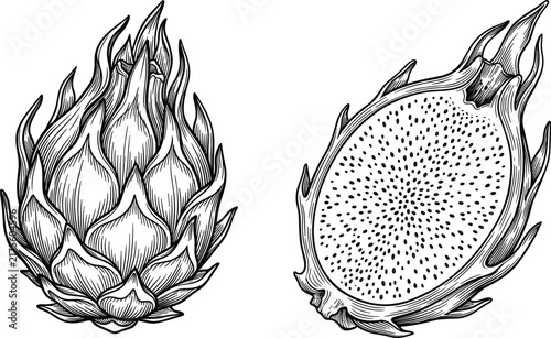 Vintage engraving style dragon fruit illustration featuring a whole pitaya beside a detailed cross section slice