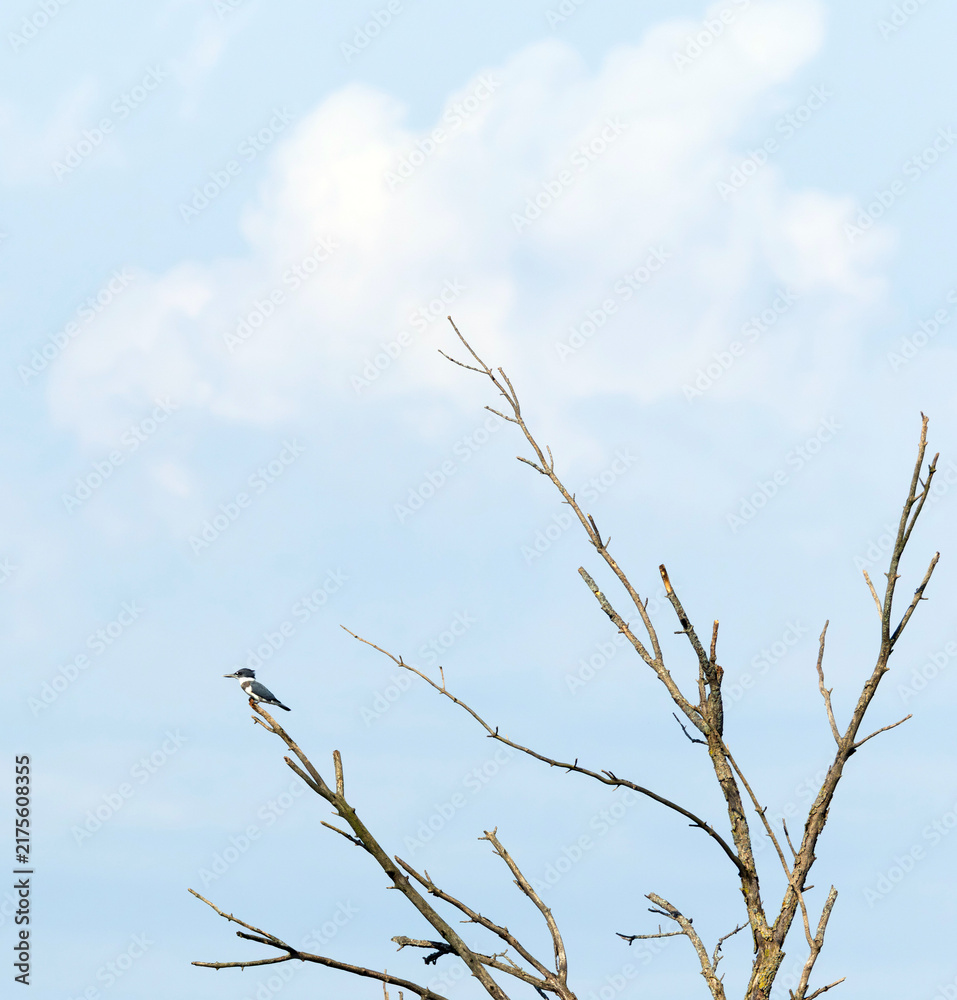 Obraz premium Male Belted Kingfisher Perched on Bare Tree Against Cloudy Sky