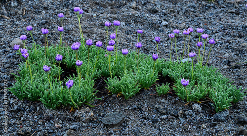 Shining Fleabane (Erigeron barbellulatus) buds along the Pacific Crest Trail in the Mokelumne Wilderness of California.

