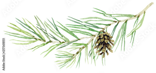 branch of pine watercolor illustration