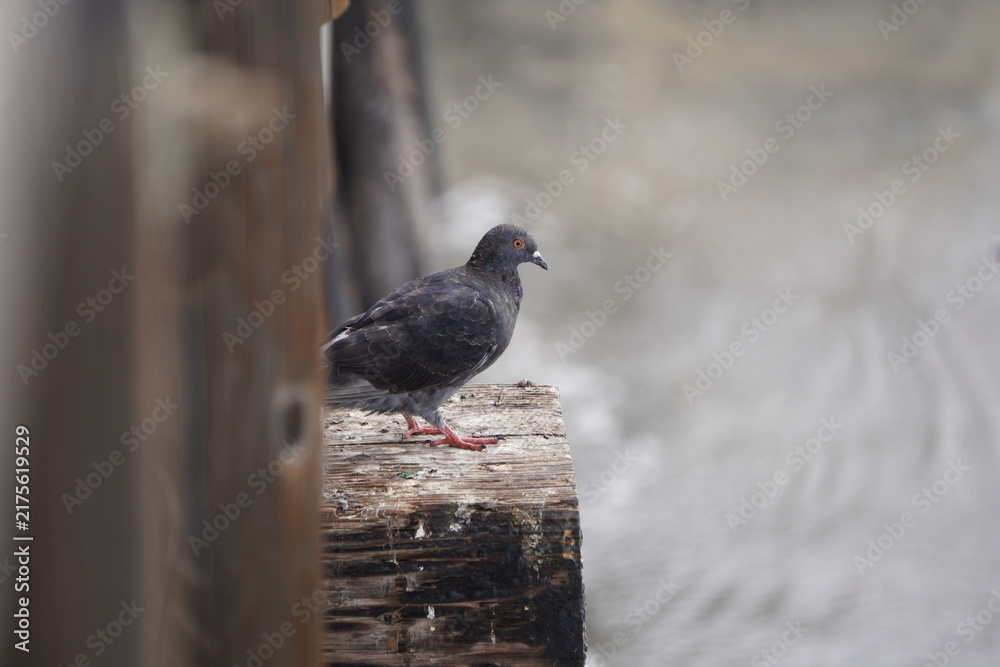 Fototapeta premium Oceanside Birds