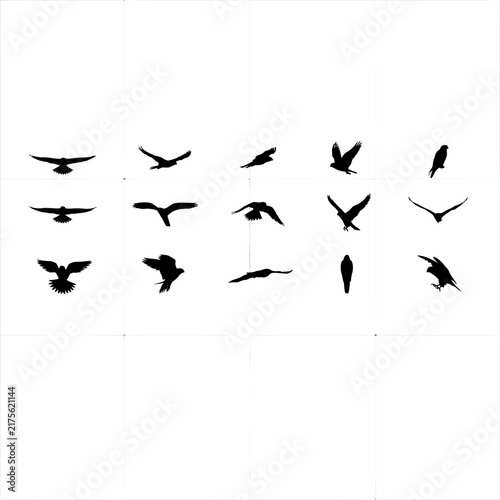 birds in the sky