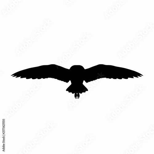 eagle in the sky