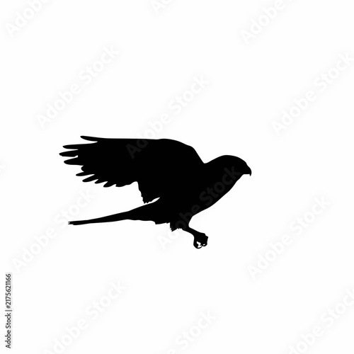 eagle on white background