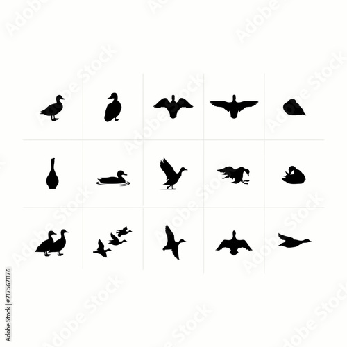 set of birds