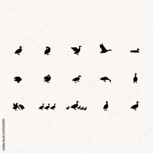 birds on a white