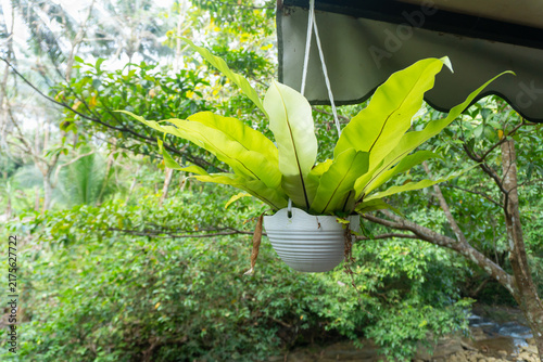 Bright green fern hangs from a white pot. Lush garden background adds natural depth. Fern displays vibrant, broad leaves. Soft daylight highlights leaf texture
