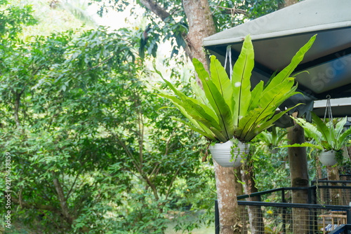 Bright green fern hangs from a white pot. Lush garden background adds natural depth. Fern displays vibrant, broad leaves. Soft daylight highlights leaf texture