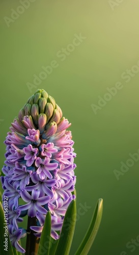 Vibrant purple hyacinth flower blooming against a soft green background showcasing its delicate petals and budding top.