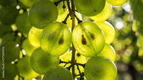 Fresh green grapes hanging on the vine