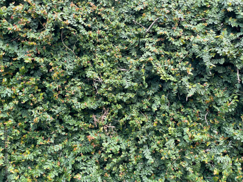 Konstfotografi Dense wall of green climbing ivy foliage