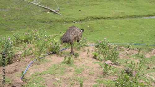 Emu Walking Across Grassy Habitat in Wildlife Park Top View