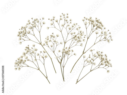 Dried baby’s breath flowers arranged in a loose, natural cluster against a transparent backdrop.