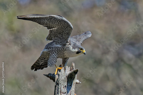 Konstfotografi 止まり木でファルコンウィングをするハヤブサ(Peregrine Falcon)