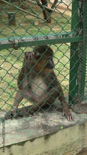 Macaque Monkey Sitting Quietly Inside Zoo Enclosure Wildlife Habitat