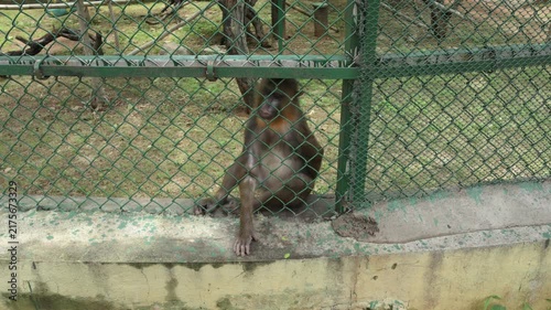 Macaque Monkey Sitting Quietly Inside Zoo Enclosure Wildlife Habitat
