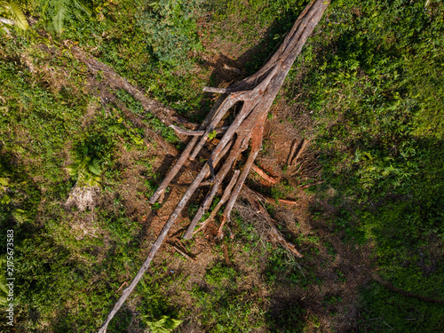 Photography Aerial View of a Large Fallen Tree Surrounded by Dense Tropical Plants and Shrubs in an Indonesian Forest