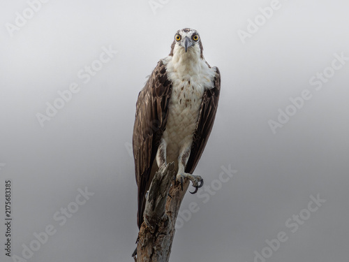 Osprey perched on a weathered tree branch, displaying wings and natural bird behavior.