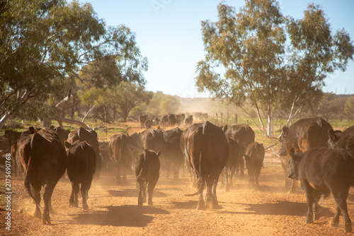 Angus cows and calves walking along a fence, stirring up dust