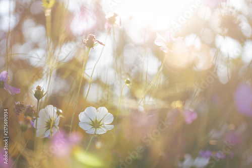 Summer vibes background. Beautiful summer bokeh background—flowers, blooming in a garden in warm sunlight, shallow depth of field.
