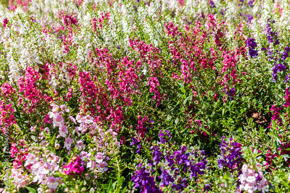 Fototapeta premium Colorful Angelonia also commonly known as summer snapdragon