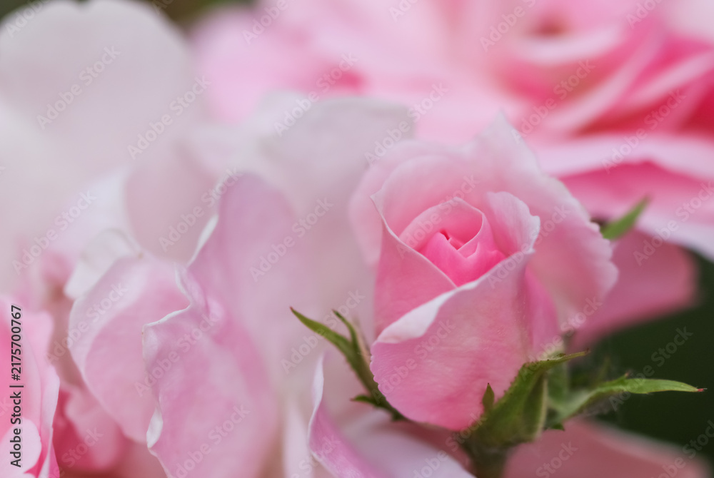 Fototapeta premium Pink rose bud opening in a garden, symbolizing growth, new beginnings, tenderness, and natural beauty