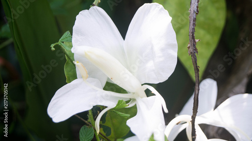 This flower is a White Ginger Lily, scientifically known as Hedychium coronarium. Taken from Las Pinas, NCR, Philippines.