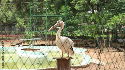 White Swans Walking Inside Zoo Aviary Enclosure in Natural Habitat