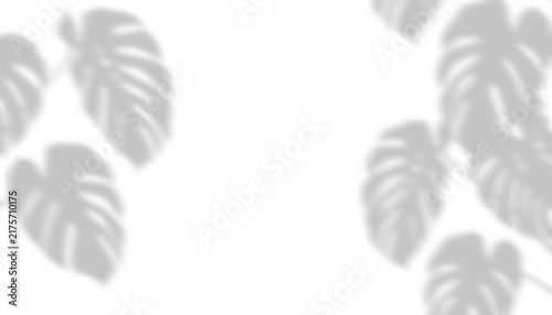 Tropical monstera leaf drop shadow overlay isolated on transparent background for product display