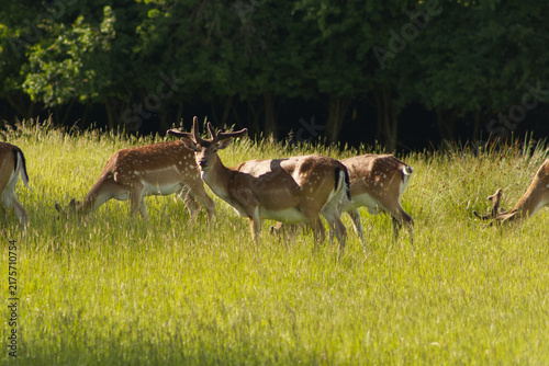 Canvastavla Herd of fallow deer grazing in a sunny grassy field near the forest edg