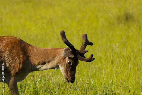 Obraz na plátně Close-up profile of a fallow deer buck with velvet antlers grazing in a vibrant