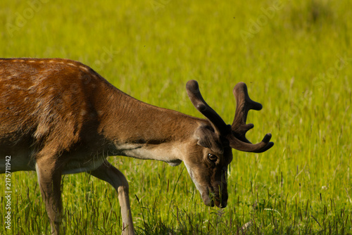 Fotografie Close-up profile of a fallow deer buck with velvet antlers grazing in a vibrant