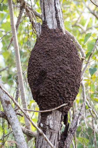 Massive ant colony clings to tree trunk