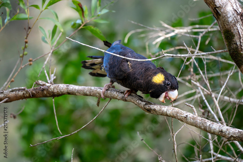 Yellow-tailed Black Cockatoo perches on rough tree branch