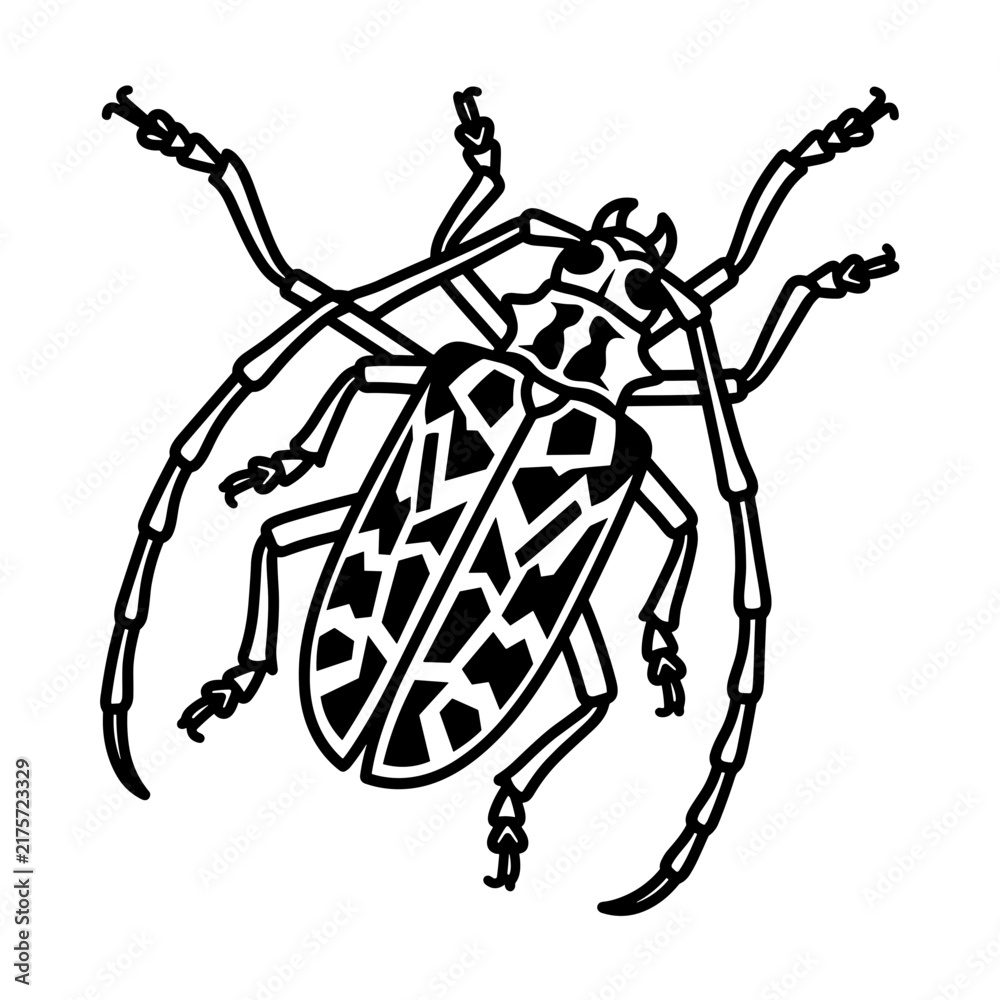 Fototapeta premium Detailed Line Art Illustration of a Longhorn Beetle.