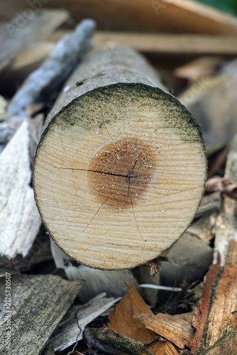 Detailed trunk core structure of processed lumber in a commercial sawmill industry.