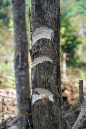 Close-up shot of a tree log trunk with axe notch marks in the forestry industry.
