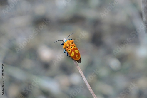 Close-up shot of an orange patterned shield bug perched on top of a dry grass stalk with a blurred background.