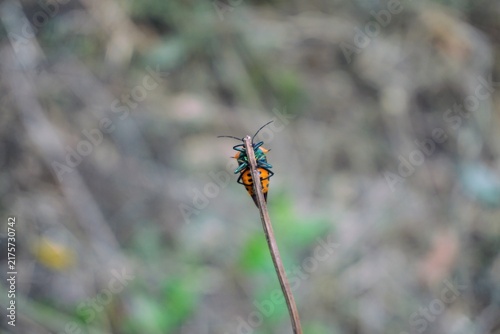 Close-up shot of an orange patterned shield bug perched on top of a dry grass stalk with a blurred background.