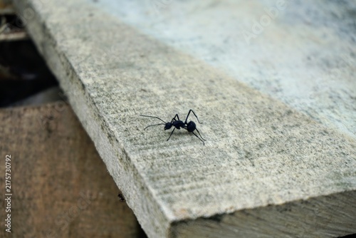 Close-up shot of a single big black ant crawling on a rough wooden board surface.