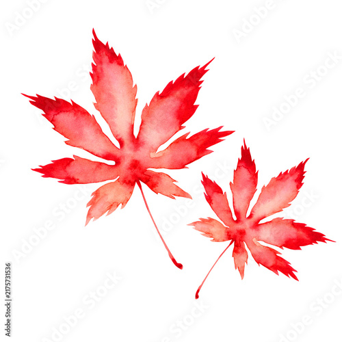 Plakat 紅葉 落ち葉 秋 もみじ 水彩 イラスト