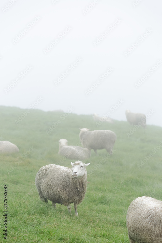 Fototapeta premium Sheep in Misty Green Pasture, Atmospheric Foggy Countryside Landscape