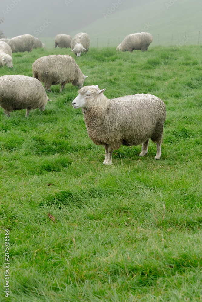 Obraz premium Flock of Sheep Grazing in Green Pasture, Peaceful Rural Landscape