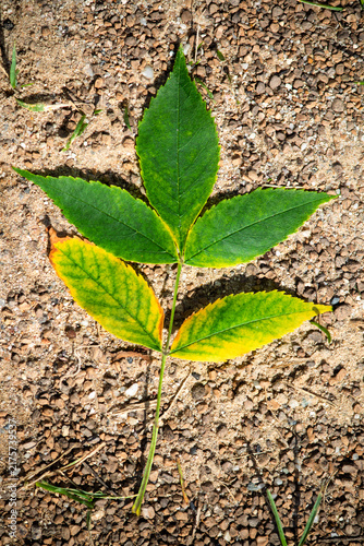 A green leafy branch on the ground or surface. Natural background or wallpaper. Seasonal transition concept. Yellowing leaves. Top view, above, up. 