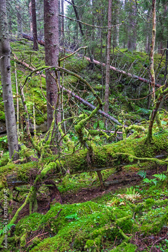 Obraz premium Moss covered tree logs in a ravine in an old growth forest