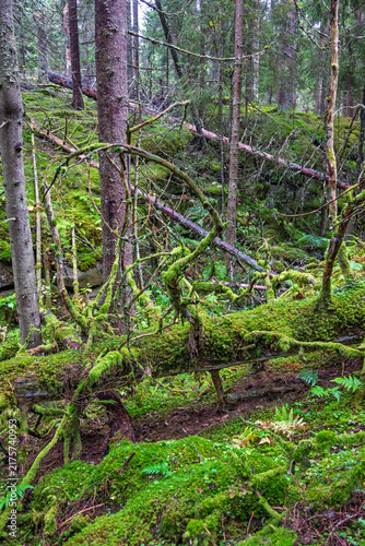 Quadro su tela Moss covered tree logs in a ravine in an old growth forest