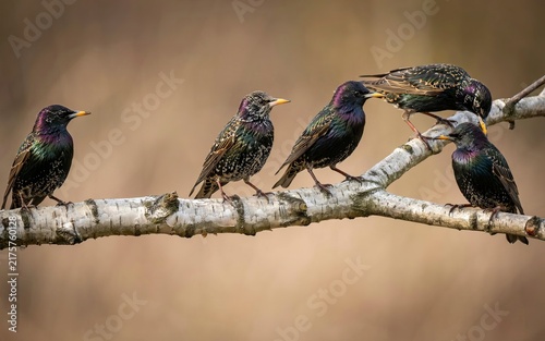 Five common starlings perched together on a weathered birch branch, displaying iridescent purple and green plumage with white speckles, set against a soft, blurred natural brown background, in early