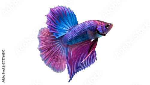 Obraz na plátně Vibrant purple Siamese fighting betta fish swimming isolated on transparent background for exotic aquarium wildlife designs