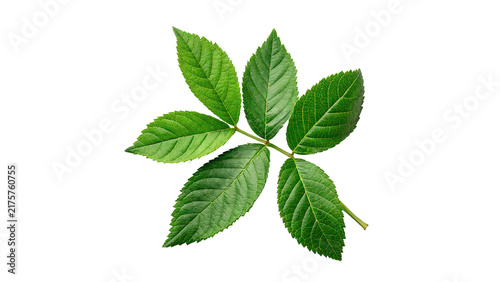 Foto Fresh green leaves stem organic herbal plant isolated on transparent background for healthy cooking and wellness