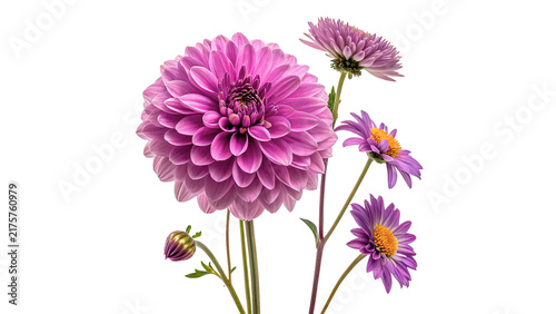 Fotografie Elegant purple dahlia flowers with green stems isolated on transparent background for romantic anniversary gifts